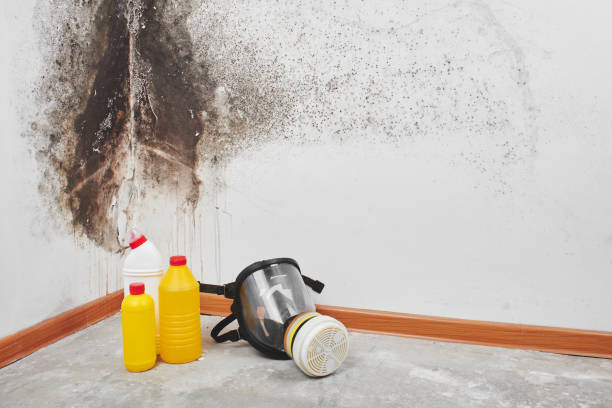 Best Mold Removal Company Near Me  in Corvallis, MT