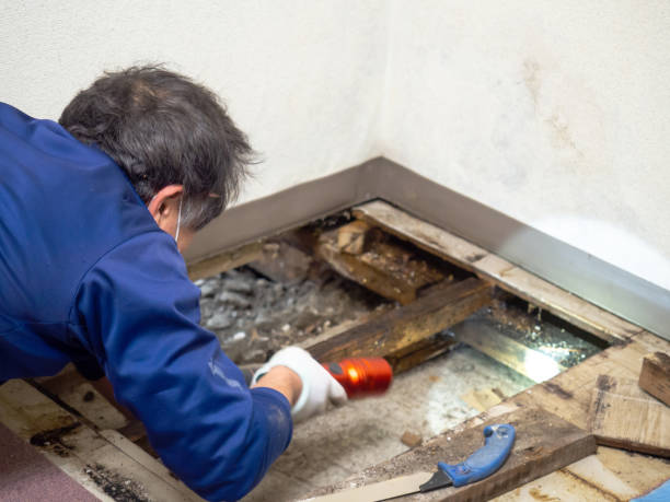 Best Local Mold Removal Service  in Corvallis, MT