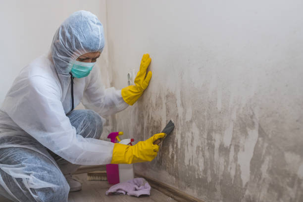 Best Toxic Mold Removal  in Corvallis, MT