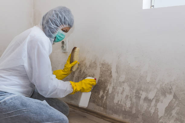 Best Attic Mold Removal  in Corvallis, MT
