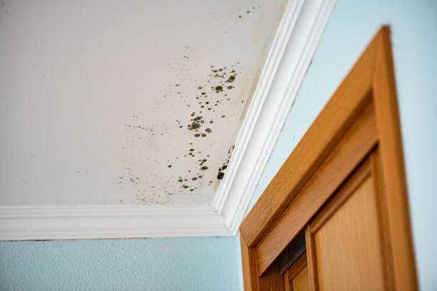 Mold Testing and Removal in Corvallis, MT