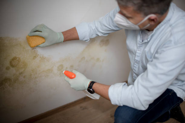 Best Home Mold Removal  in Corvallis, MT