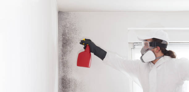 Best Mold Testing  in Corvallis, MT