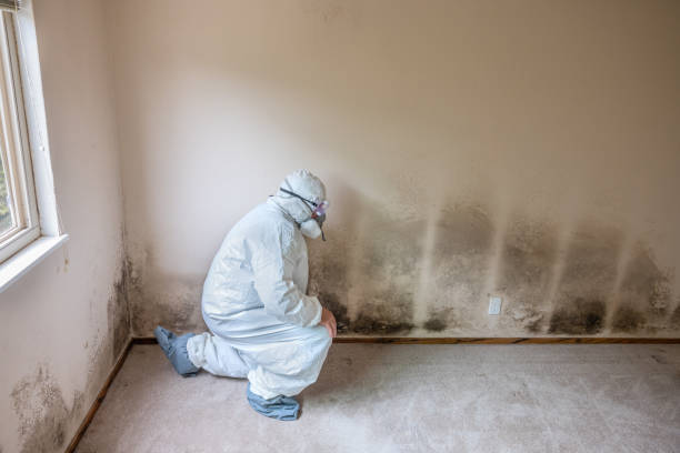 Best Local Mold Removal Service  in Corvallis, MT