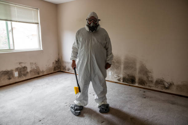 Best Mold Remediation  in Corvallis, MT