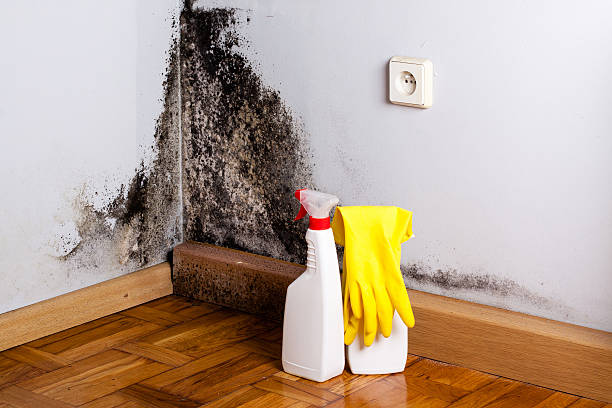 Best Black Mold Removal  in Corvallis, MT
