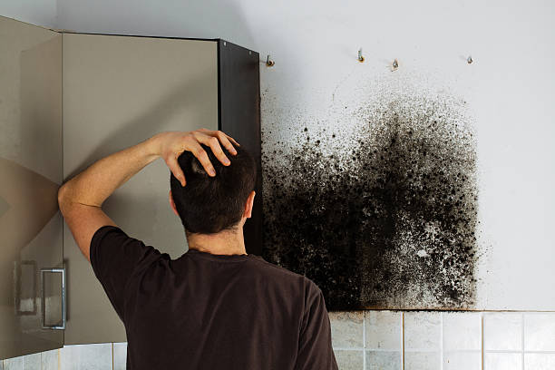 Trusted Corvallis, MT Mold Removal Experts