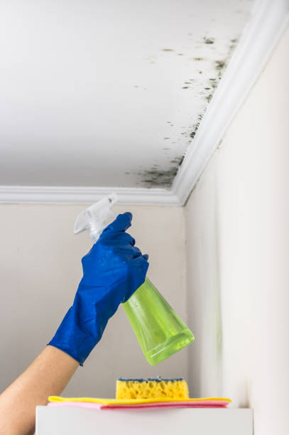 Best Same-Day Mold Removal  in Corvallis, MT