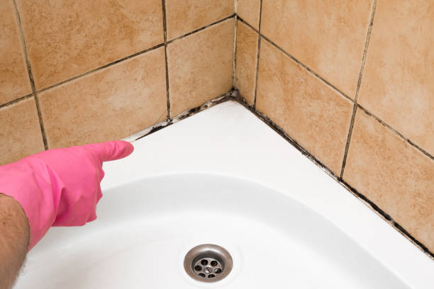 Best Commercial Mold Removal  in Corvallis, MT